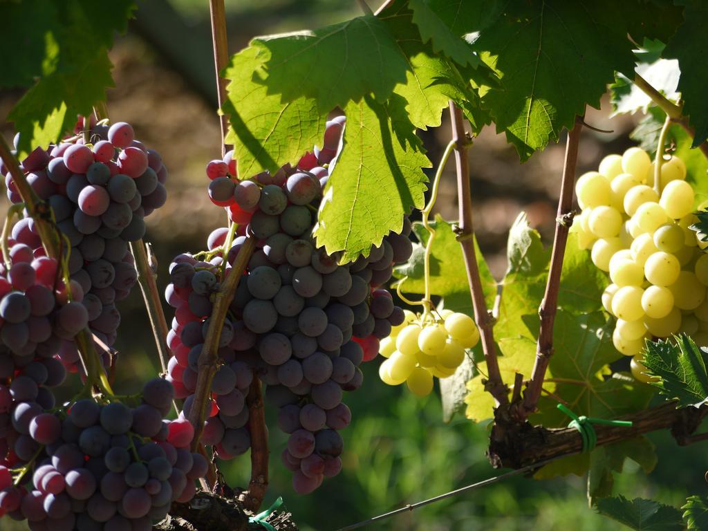Azienda Agricola Polveraia Σαν Τζιμινιάνο Εξωτερικό φωτογραφία