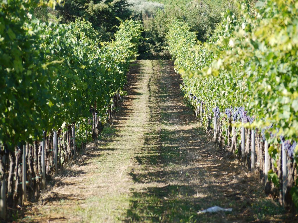 Azienda Agricola Polveraia Σαν Τζιμινιάνο Εξωτερικό φωτογραφία